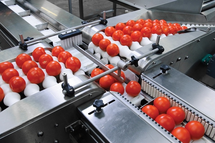 Tomato handling conveyors Tomato handling conveyors