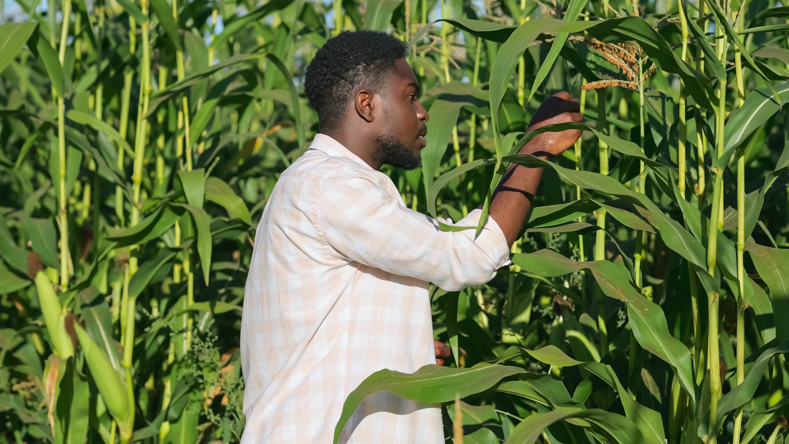 african-american-farmer-examines-corn-evaluating-harvest-scaled