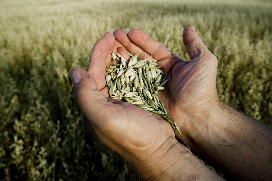 agriculture